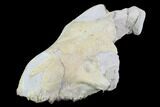Oreodont (Merycoidodon) Partial Skull - Wyoming #95060-4